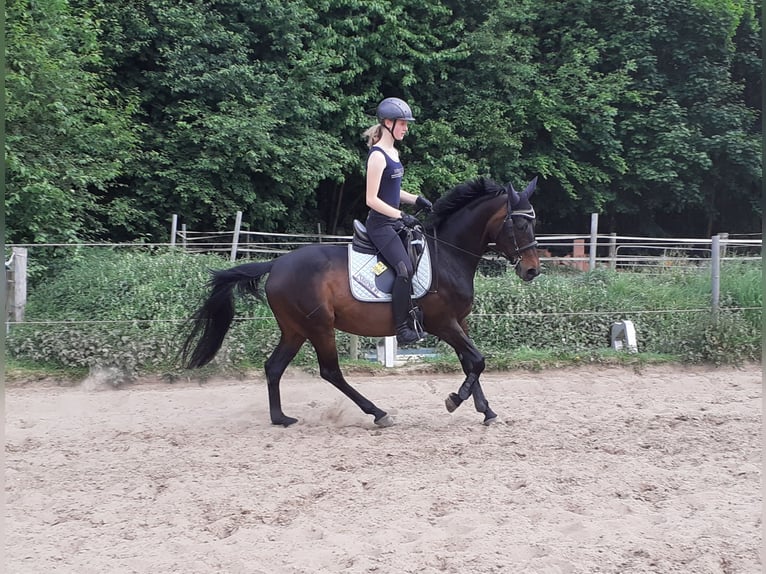 Mezzosangue Polacco Giumenta 13 Anni 162 cm Baio scuro in Havixbeck