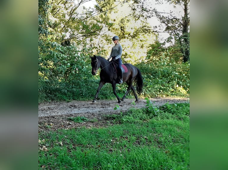 Mezzosangue Polacco Giumenta 13 Anni 162 cm Baio scuro in Havixbeck