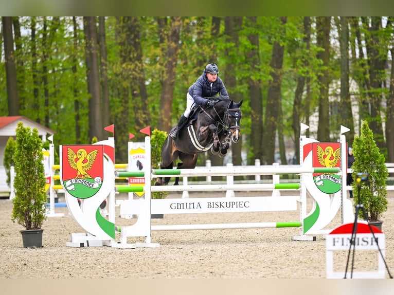 Mezzosangue Polacco Giumenta 13 Anni 168 cm Baio nero in Kcynia