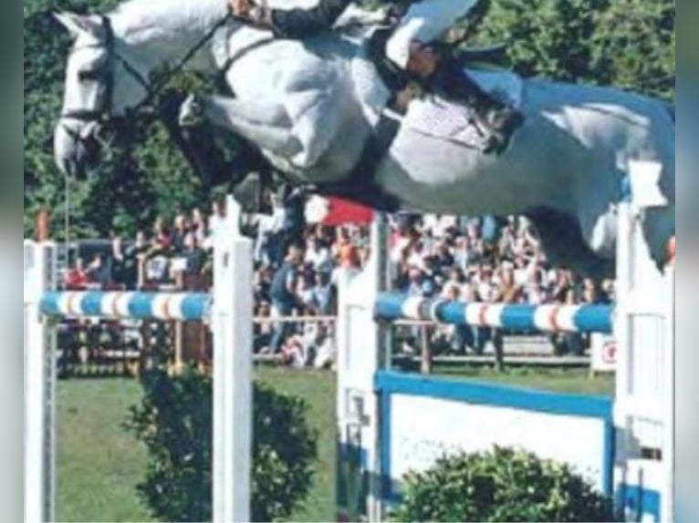 Mezzosangue Polacco Giumenta 13 Anni 172 cm Baio in Zielona Góra