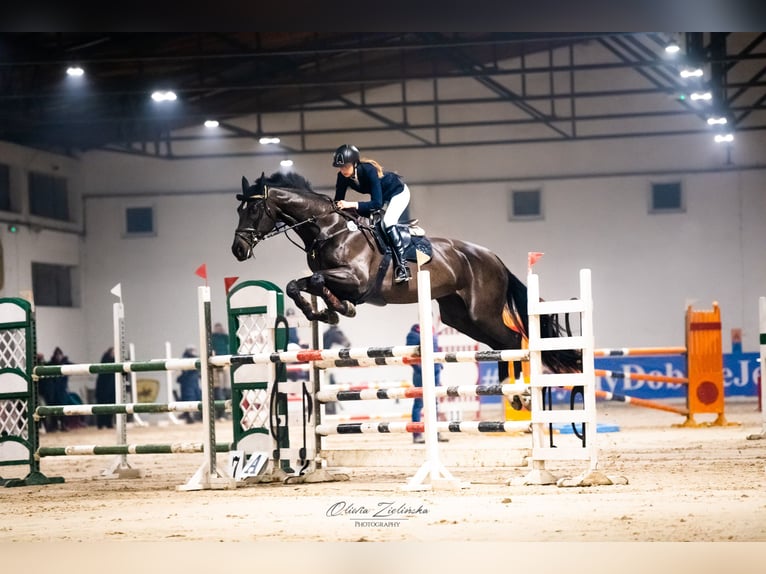 Mezzosangue Polacco Giumenta 13 Anni 180 cm Baio nero in Łoś