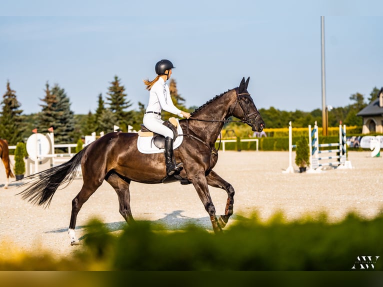 Mezzosangue Polacco Giumenta 13 Anni 180 cm Baio nero in Łoś