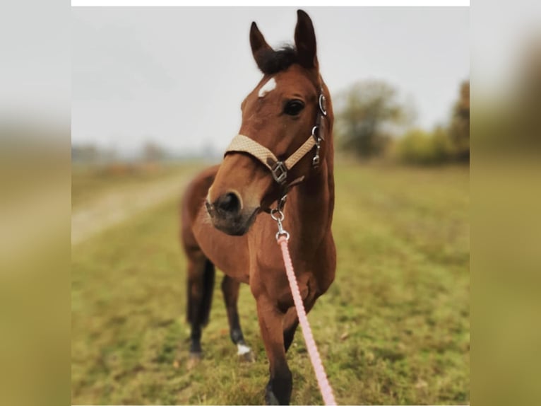 Mezzosangue Polacco Giumenta 14 Anni 161 cm Baio in Wysoczka