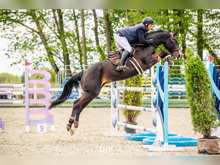 Mezzosangue Polacco Giumenta 14 Anni 166 cm Baio scuro in Bydgoszcz