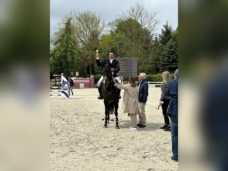 Mezzosangue Polacco Giumenta 14 Anni 166 cm Baio scuro in Bydgoszcz