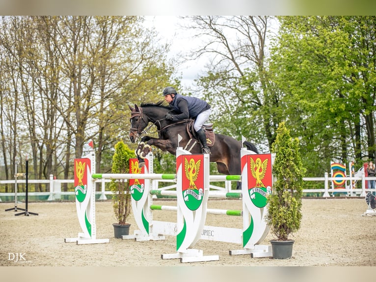 Mezzosangue Polacco Giumenta 14 Anni 166 cm Baio scuro in Bydgoszcz