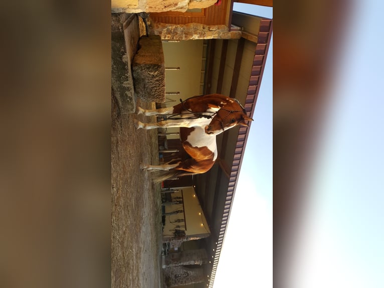 Mezzosangue Polacco Mix Giumenta 15 Anni 159 cm Pezzato in Ludwigshafen am Rhein