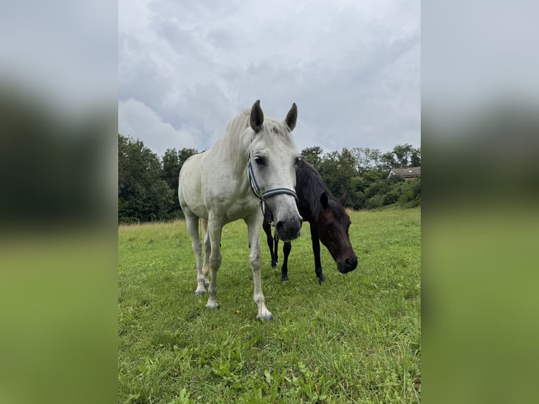Mezzosangue Polacco Giumenta 15 Anni 160 cm Grigio in Sontheim an der Brenz