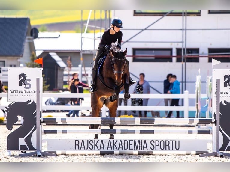 Mezzosangue Polacco Giumenta 15 Anni 165 cm Baio ciliegia in Stanisław Dolny