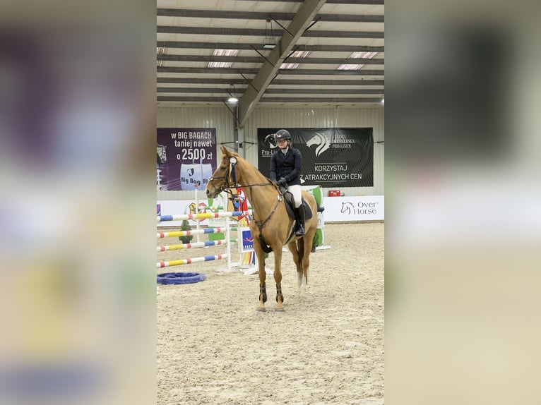 Mezzosangue Polacco Giumenta 15 Anni 173 cm Sauro in Poznań
