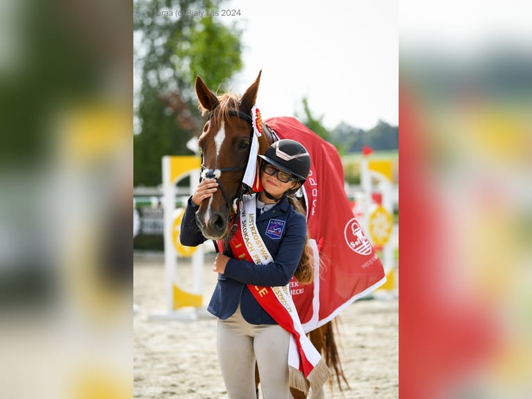 Mezzosangue Polacco Giumenta 15 Anni 173 cm Sauro in Poznań