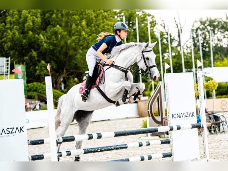 Mezzosangue Polacco Giumenta 16 Anni 163 cm Grigio in Rokitki