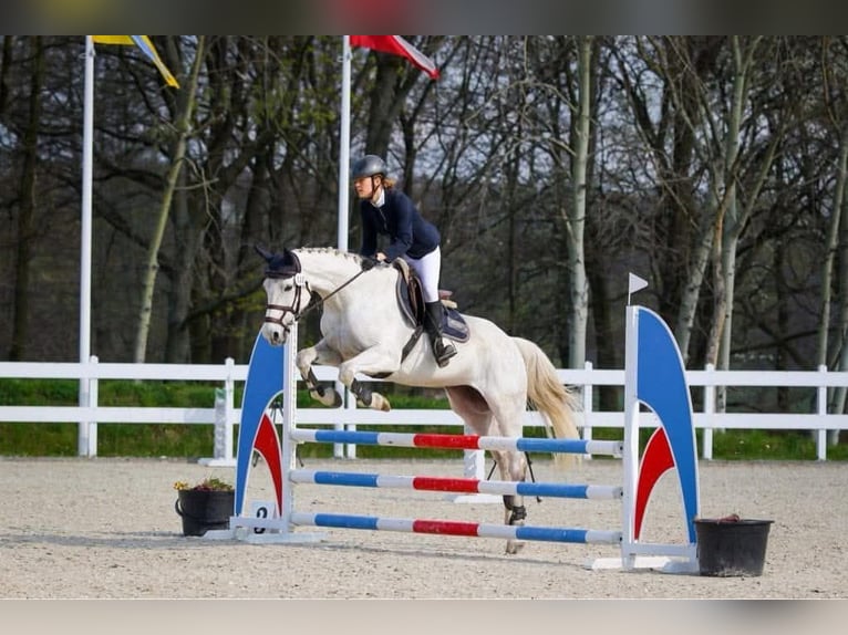 Mezzosangue Polacco Giumenta 16 Anni 163 cm Grigio in Rokitki