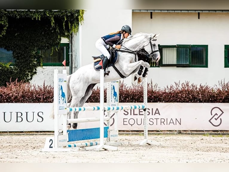 Mezzosangue Polacco Giumenta 16 Anni 163 cm Grigio in Rokitki