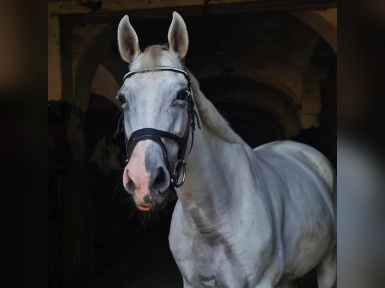 Mezzosangue Polacco Giumenta 16 Anni 163 cm Grigio in Rokitki