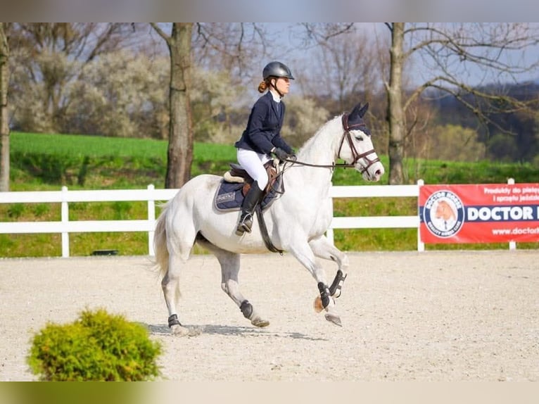 Mezzosangue Polacco Giumenta 16 Anni 163 cm Grigio in Rokitki