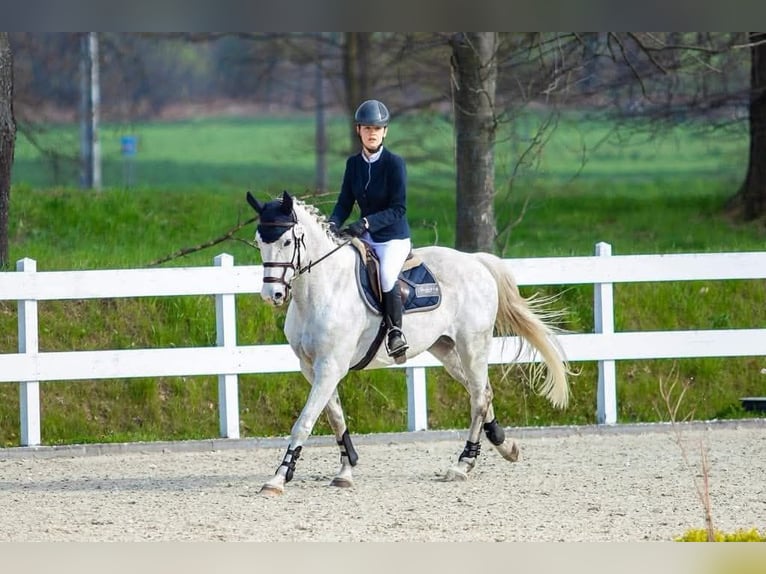 Mezzosangue Polacco Giumenta 16 Anni 163 cm Grigio in Rokitki