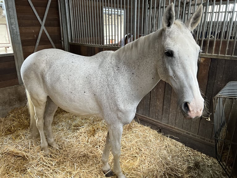 Mezzosangue Polacco Giumenta 16 Anni Grigio trotinato in Witten