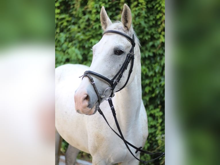 Mezzosangue Polacco Giumenta 16 Anni Grigio trotinato in Witten