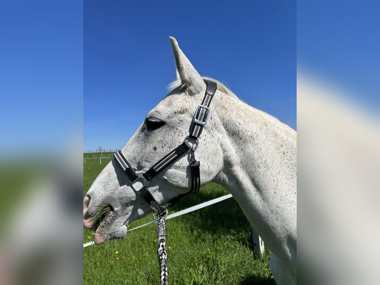 Mezzosangue Polacco Giumenta 16 Anni Grigio trotinato in Witten
