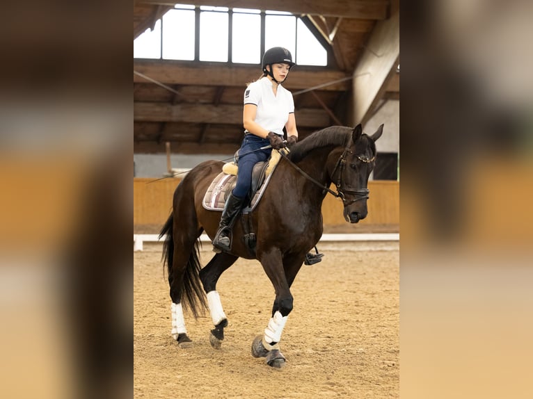 Mezzosangue Polacco Giumenta 17 Anni 165 cm Morello in Kluczbork