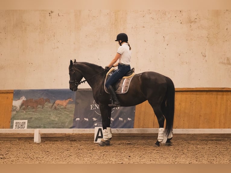 Mezzosangue Polacco Giumenta 17 Anni 165 cm Morello in Kluczbork