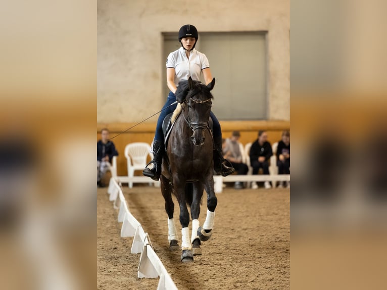 Mezzosangue Polacco Giumenta 17 Anni 165 cm Morello in Kluczbork