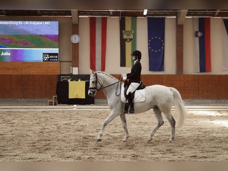 Mezzosangue Polacco Giumenta 17 Anni 168 cm Grigio in Kapfenberg