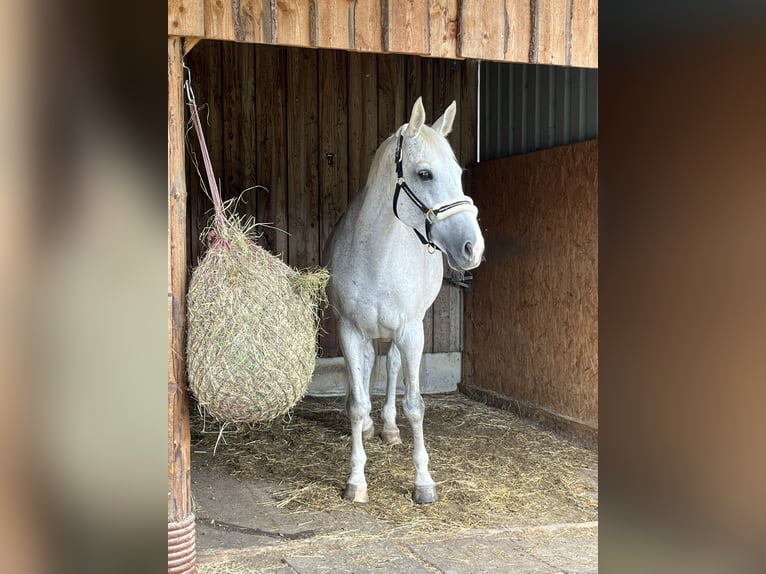 Mezzosangue Polacco Giumenta 17 Anni 168 cm Grigio in Kapfenberg