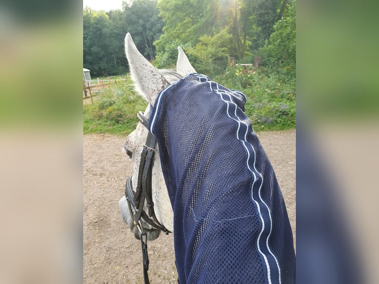 Mezzosangue Polacco Mix Giumenta 18 Anni 160 cm Grigio in Dietrichingen