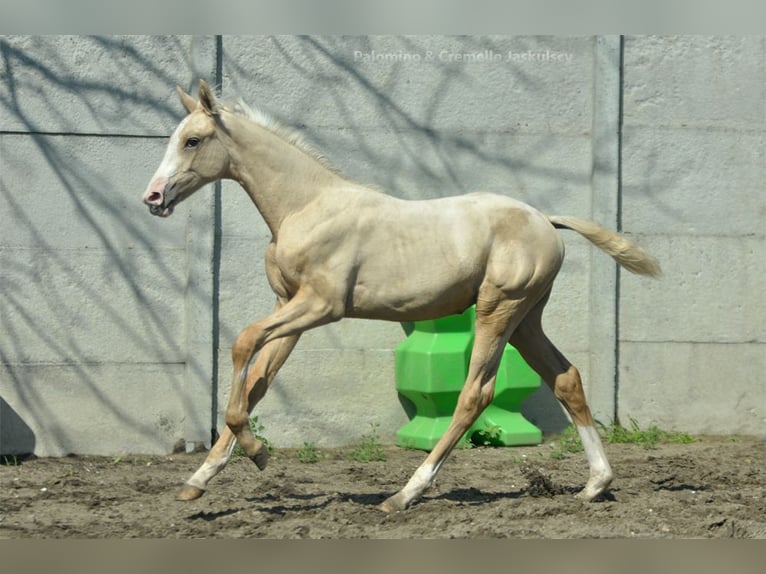 Mezzosangue Polacco Giumenta 1 Anno 165 cm Palomino in Kamieniec Wrocławski