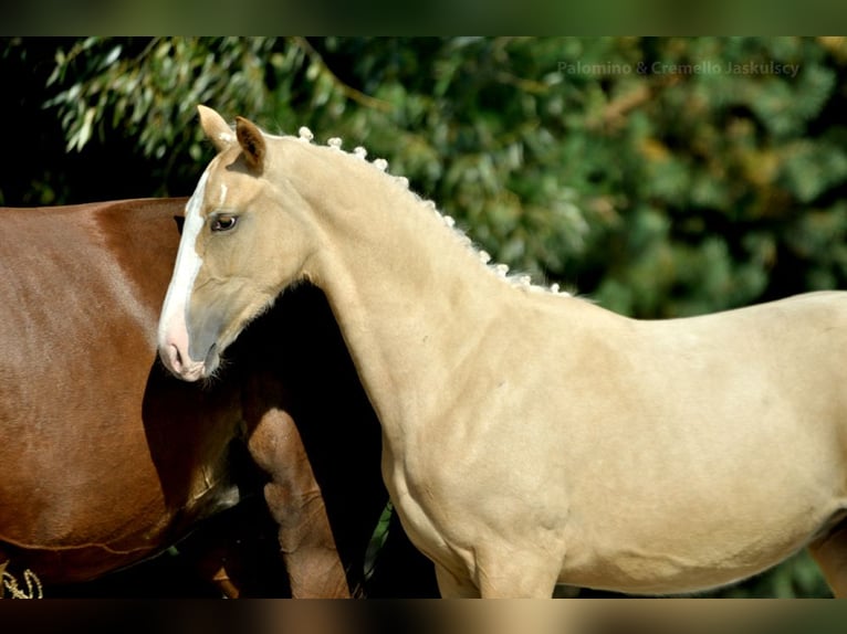 Mezzosangue Polacco Giumenta 1 Anno 168 cm Palomino in Kamieniec Wroc