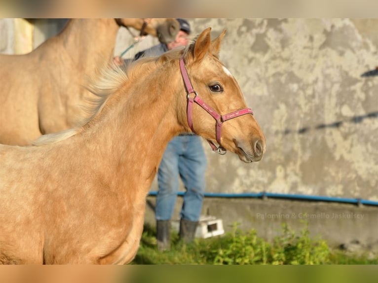 Mezzosangue Polacco Giumenta 1 Anno 168 cm Palomino in Kamieniec Wroc&#x142;awski