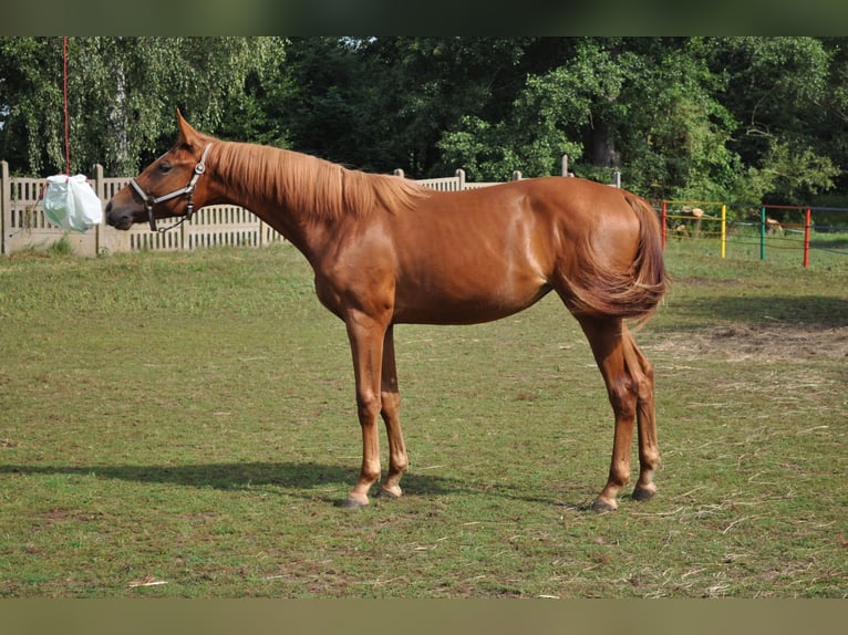 Mezzosangue Polacco Giumenta 1 Anno 170 cm Sauro in nowa sól