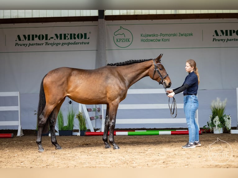 Mezzosangue Polacco Giumenta 2 Anni 160 cm Baio in Drozdowo