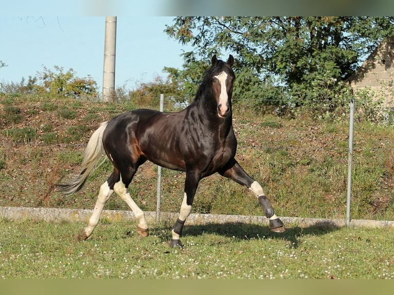 Mezzosangue Polacco Giumenta 2 Anni 160 cm Baio scuro in Lębork