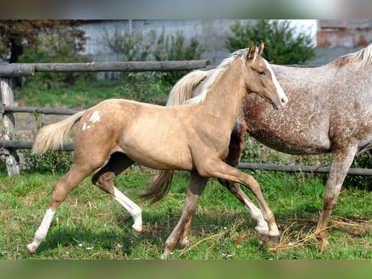 Mezzosangue Polacco Giumenta 2 Anni 160 cm Palomino in Dobroszów Oleśnicki Mezzosangue Polacco Giumenta 2 Anni 160 cm Palomino in Dobroszów Oleśnicki
