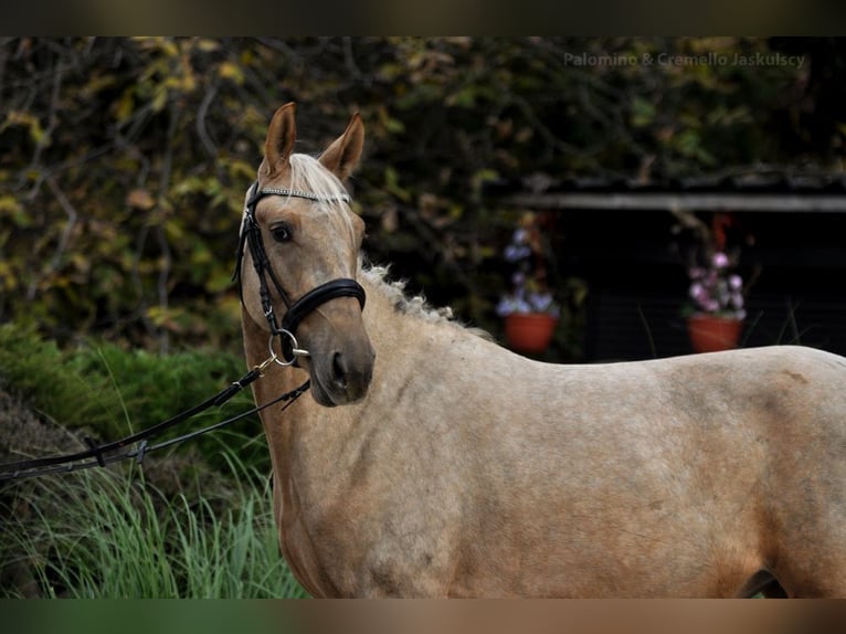 Mezzosangue Polacco Giumenta 2 Anni 160 cm Palomino in Borowa