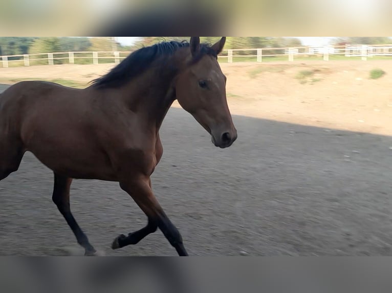 Mezzosangue Polacco Giumenta 2 Anni 165 cm Baio in Malbork