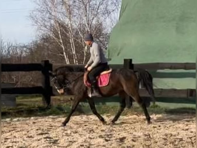 Mezzosangue Polacco Giumenta 3 Anni 152 cm Baio nero in G&#xF6;rlitz