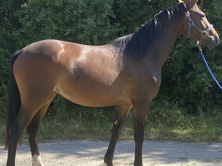 Mezzosangue Polacco Giumenta 3 Anni 164 cm Baio in Urzuty