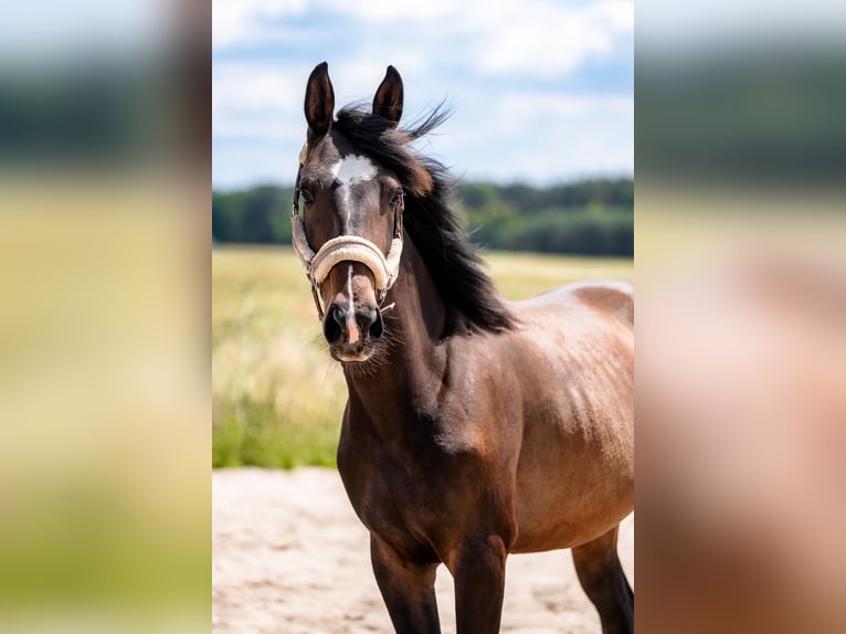 Mezzosangue Polacco Giumenta 3 Anni 166 cm Baio scuro in Knur&#xF3;w