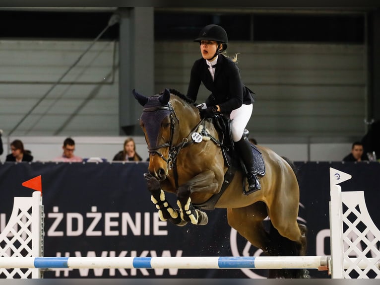 Mezzosangue Polacco Giumenta 3 Anni 166 cm Baio scuro in Knur&#xF3;w