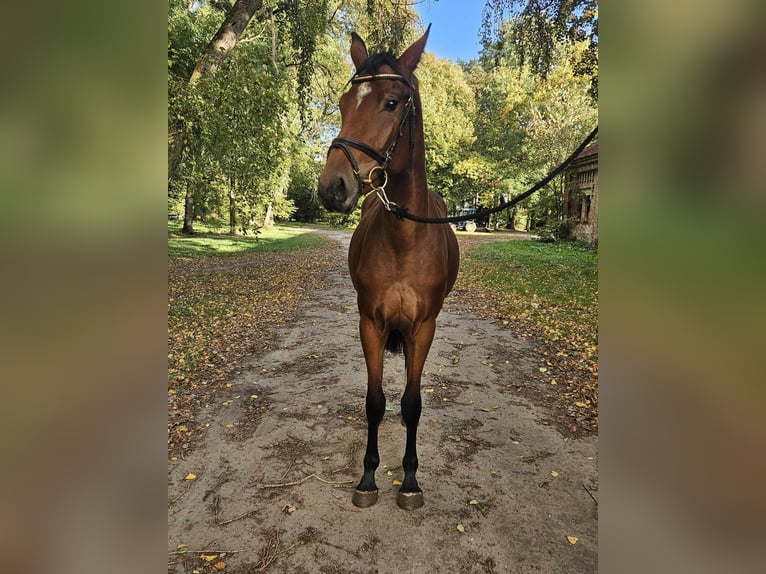 Mezzosangue Polacco Giumenta 3 Anni 168 cm Baio in Posadowo