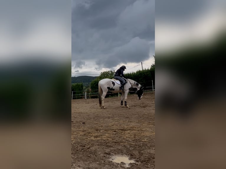 Mezzosangue Polacco Giumenta 3 Anni 170 cm Pezzato in Gródek nad Dunajcem