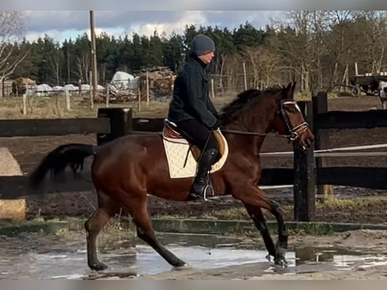 Mezzosangue Polacco Giumenta 4 Anni 156 cm Baio ciliegia in Görlitz