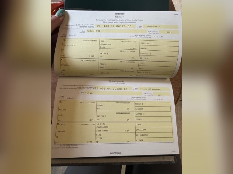 Mezzosangue Polacco Giumenta 4 Anni 160 cm Baio ciliegia in Gryfice