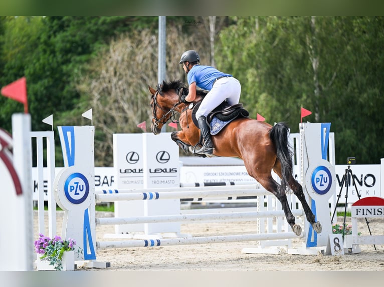 Mezzosangue Polacco Giumenta 4 Anni 163 cm Baio in Wejherowo