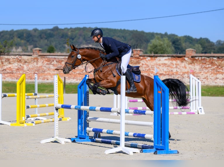 Mezzosangue Polacco Giumenta 4 Anni 163 cm Baio in Wejherowo