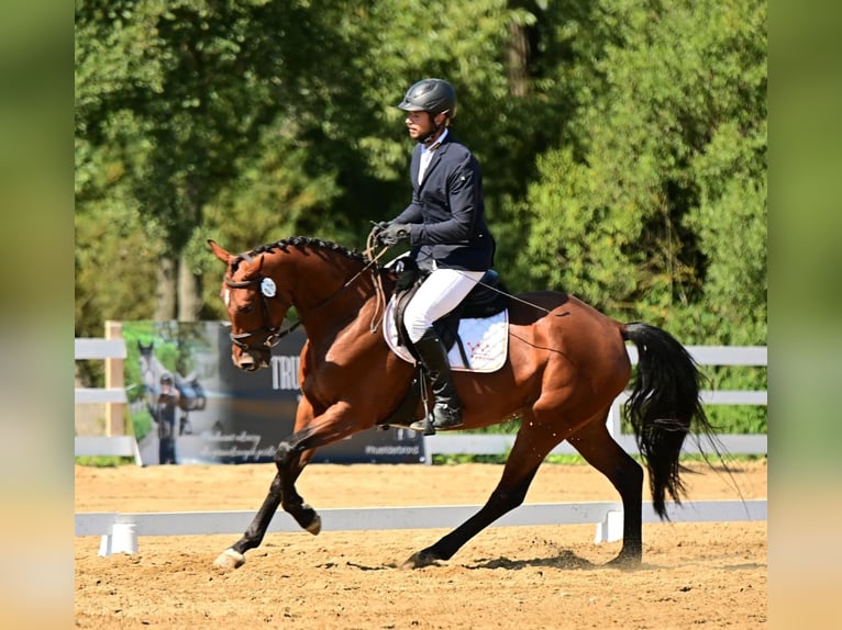 Mezzosangue Polacco Giumenta 4 Anni 163 cm Baio in Wejherowo